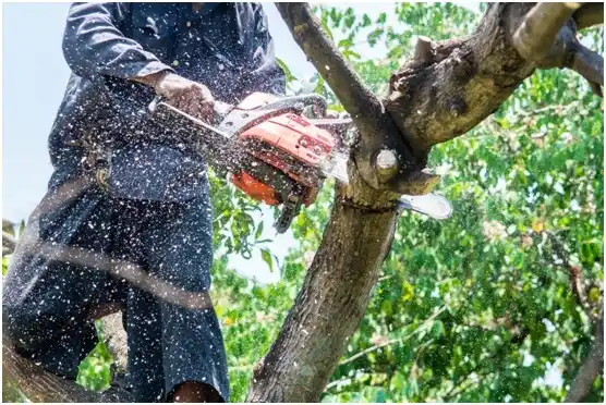 tree services George Mason